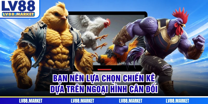 Bạn nên lựa chọn chiến kê dựa trên ngoại hình cân đối