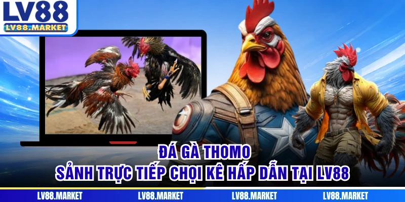 Đá Gà Thomo - Sảnh Trực Tiếp Chọi Kê Hấp Dẫn Tại LV88