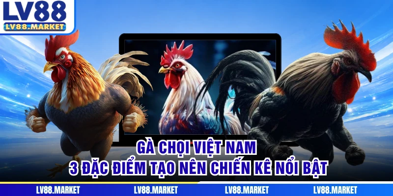 Gà Chọi Việt Nam - 3 Đặc Điểm Tạo Nên Chiến Kê Nổi Bật
