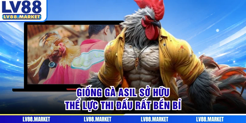 Giống gà Asil sở hữu thể lực thi đấu rất bền bỉ