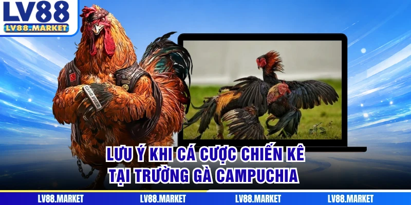 Lưu ý khi cá cược chiến kê tại trường gà Campuchia