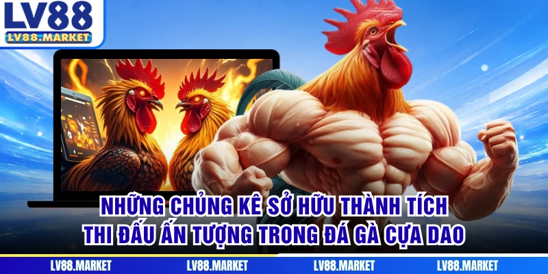 Những chủng kê sở hữu thành tích thi đấu ấn tượng trong đá gà cựa dao