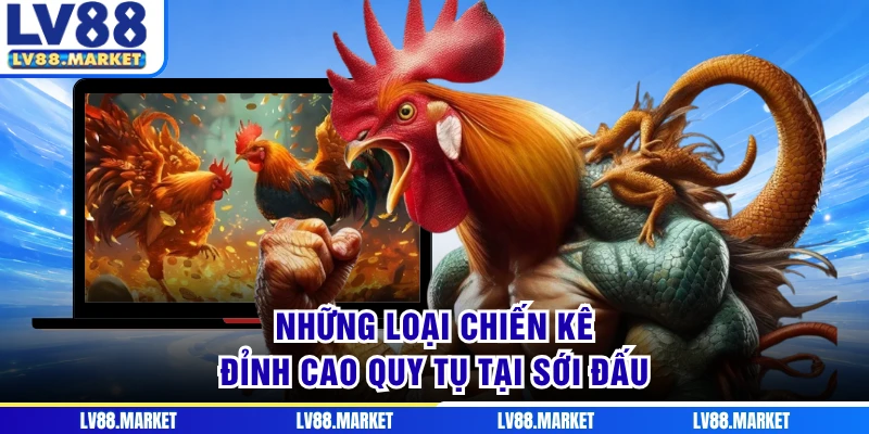 Những loại chiến kê đỉnh cao quy tụ tại sới đấu